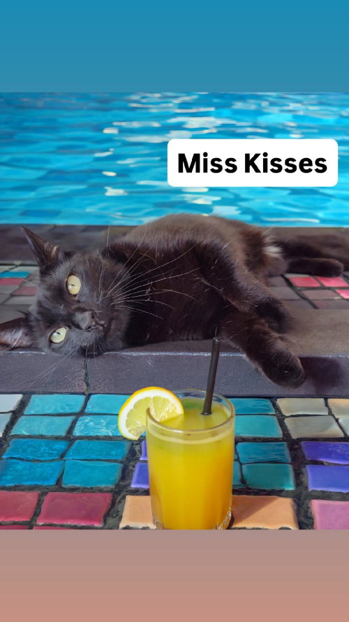 Miss Kisses at Martinez Pet Food Express  June 27, Young Domestic Short Hair (short coat), cat for adoption in Vallejo, California