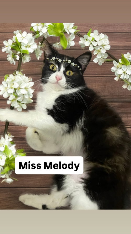 Miss Melody at Martinez Pet Food Express May 9th, an adoptable Calico in Walnut Creek, CA