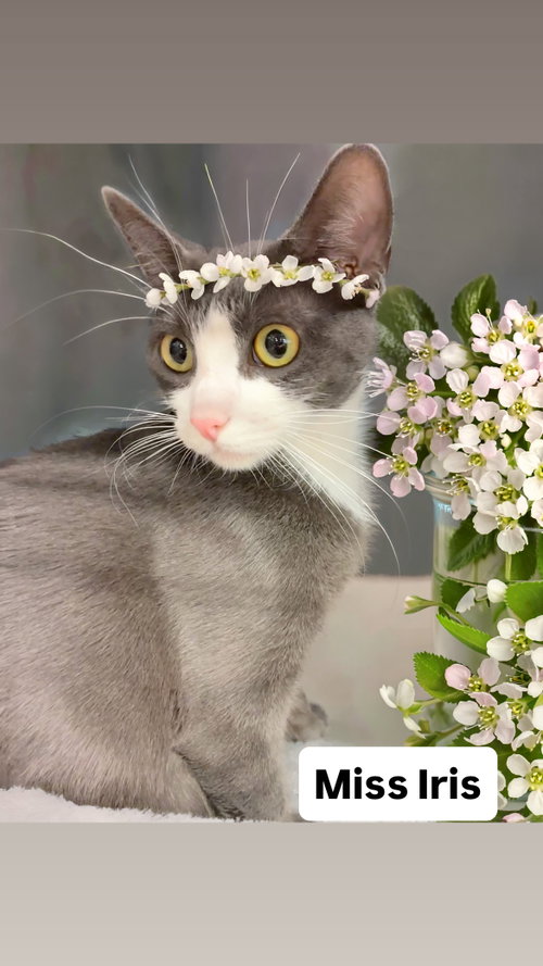 Miss Iris at Martinez Pet Food Express  May 30th, Young Domestic Short Hair (short coat), cat for adoption in San Rafael, California