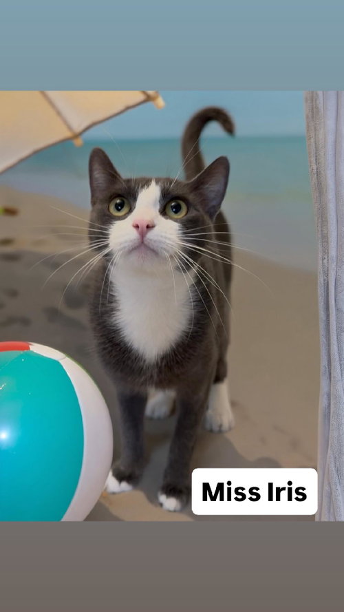 Miss Iris at Martinez Pet Food Express  June 27th, Young Domestic Short Hair (short coat), cat for adoption in Vallejo, California