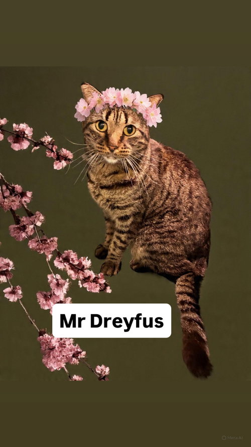 Mr Dreyfus at Martinez Pet Food Express  May 23rd, an adoptable Domestic Short Hair in Walnut Creek, CA