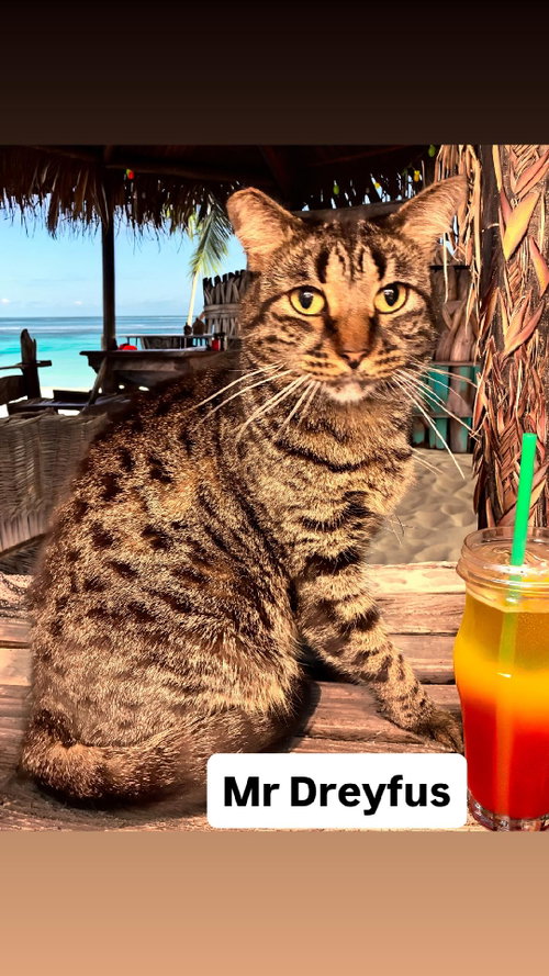 Mr Dreyfus at Martinez Pet Food Express  June 27th, Adult Domestic Short Hair (short coat), cat for adoption in Vallejo, California