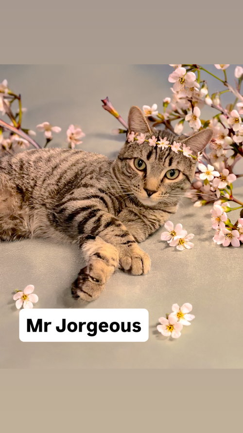 Mr Jorgeous at Martinez PFE   May 30th, Young Domestic Short Hair (short coat), cat for adoption in San Rafael, California