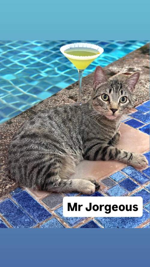 Mr Jorgeous at Martinez PFE   June 27th, Young Domestic Short Hair (short coat), cat for adoption in Vallejo, California
