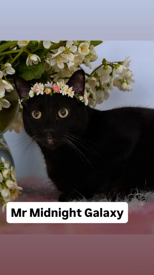 Mr Midnight Galaxy at Martinez PFE  May 23rd, an adoptable Domestic Short Hair in Walnut Creek, CA