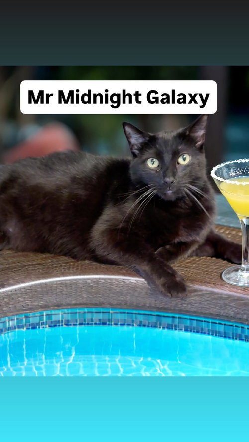 Mr Midnight Galaxy at Martinez PFE  June 27th, Adult Domestic Short Hair (short coat), cat for adoption in Vallejo, California