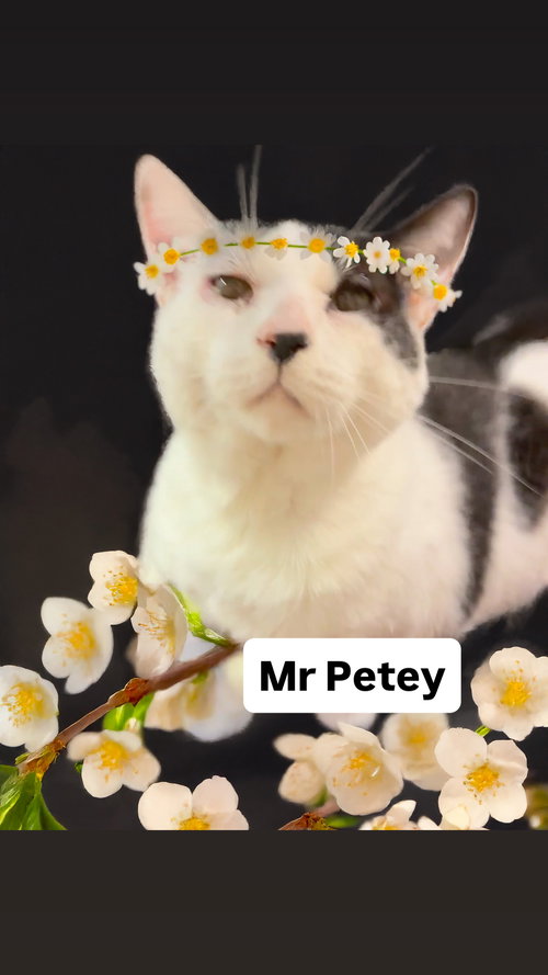 Mr Petey at Martinez Pet Food Express  May 9th, an adoptable Domestic Short Hair in Walnut Creek, CA