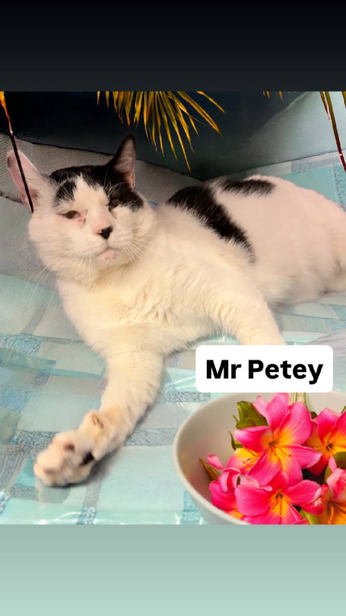 Mr Petey at Martinez Pet Food Express  June 27th, Adult Domestic Short Hair (short coat), cat for adoption in Vallejo, California