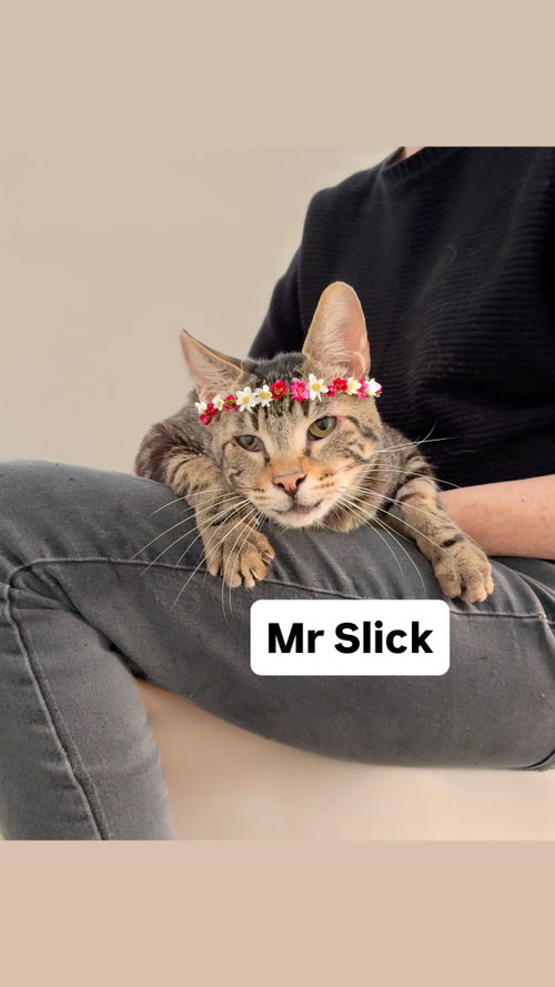 Mr Slick Martinez, an adoptable Domestic Short Hair in Walnut Creek, CA