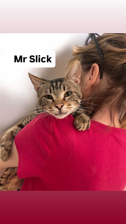 Mr Slick is available to be shown at Martinez PFE, Adult Domestic Short Hair (short coat), cat for adoption in San Rafael, California