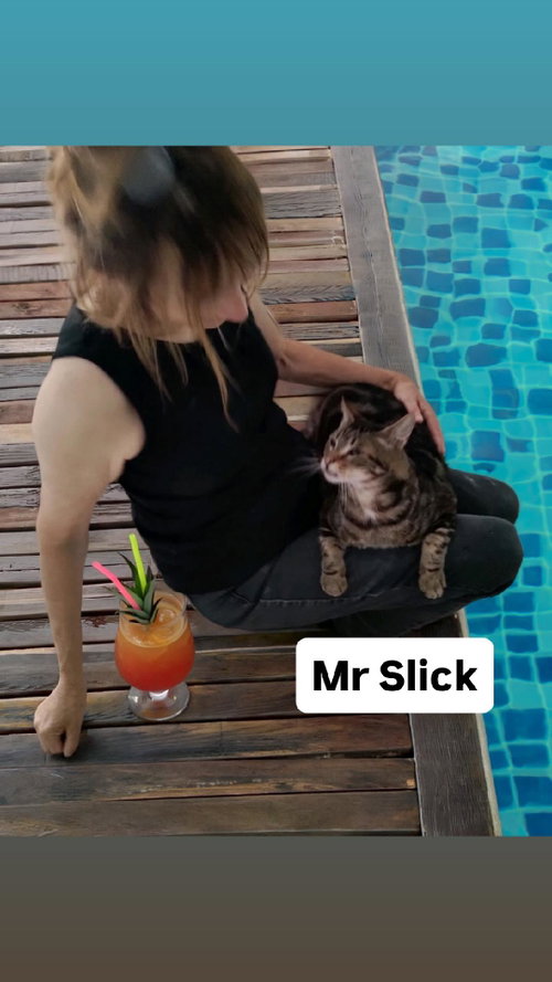 Mr Slick is available to be shown at Martinez PFE, Adult Domestic Short Hair (short coat), cat for adoption in Vallejo, California