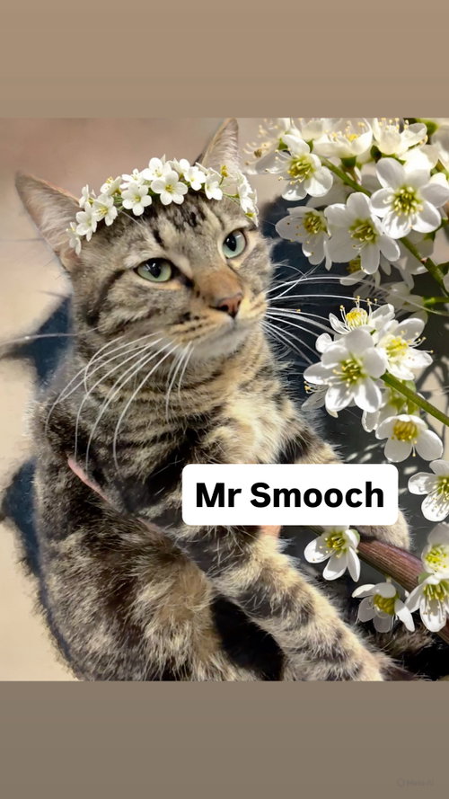 Mr Smooch at Martinez PFE  May 30th, Young Domestic Short Hair (short coat), cat for adoption in San Rafael, California
