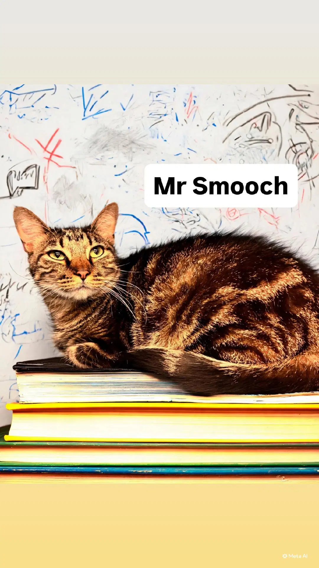 Mr Smooch At Martinez Pfe June Th - Domestic Short Hair