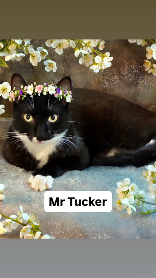 Mr Tucker at Martinez Pet Food Express May 30th, Young Domestic Short Hair (short coat), cat for adoption in San Rafael, California