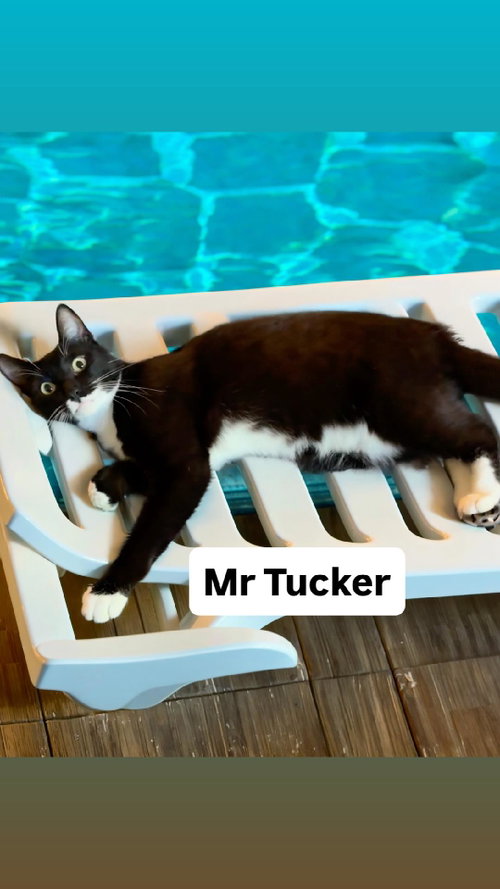 Mr Tucker at Martinez Pet Food Express June 27th, Young Domestic Short Hair (short coat), cat for adoption in Vallejo, California