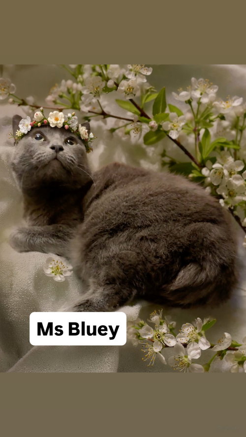 Ms Bluey at Martinez Pet Food Express   May 30th, Young Domestic Short Hair (short coat), cat for adoption in San Rafael, California