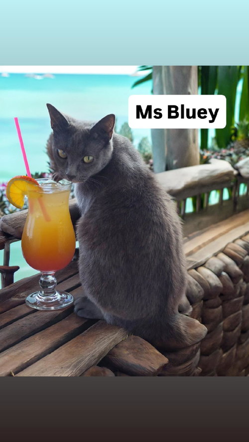 Ms Bluey at Martinez Pet Food Express   June 27th, Young Domestic Short Hair (short coat), cat for adoption in Vallejo, California