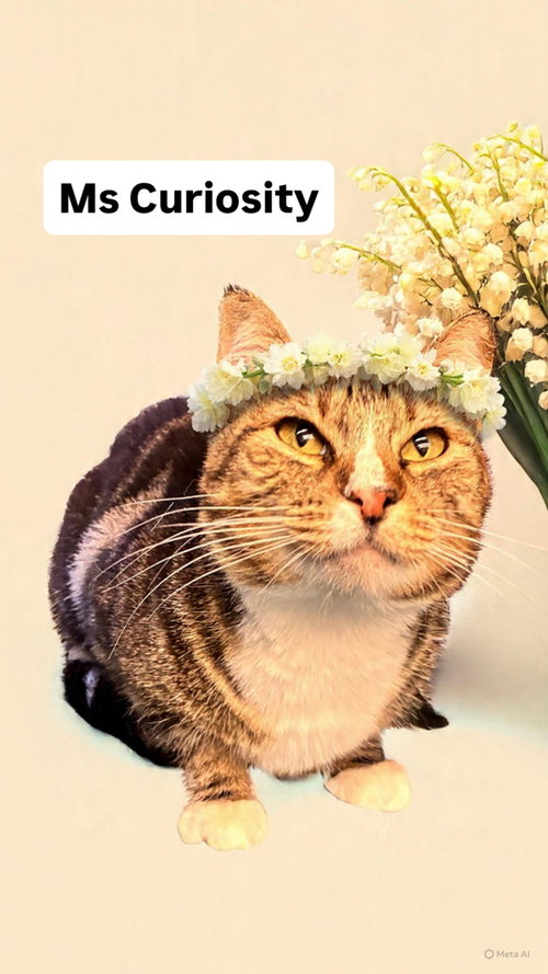 Ms Curiousity at Martinez Pet Food Express  May 30, Young Tabby (short coat), cat for adoption in San Rafael, California