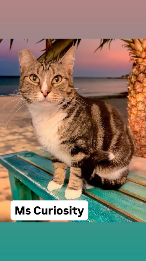 Ms Curiousity at Martinez Pet Food Express  6/27, Young Tabby (short coat), cat for adoption in Vallejo, California