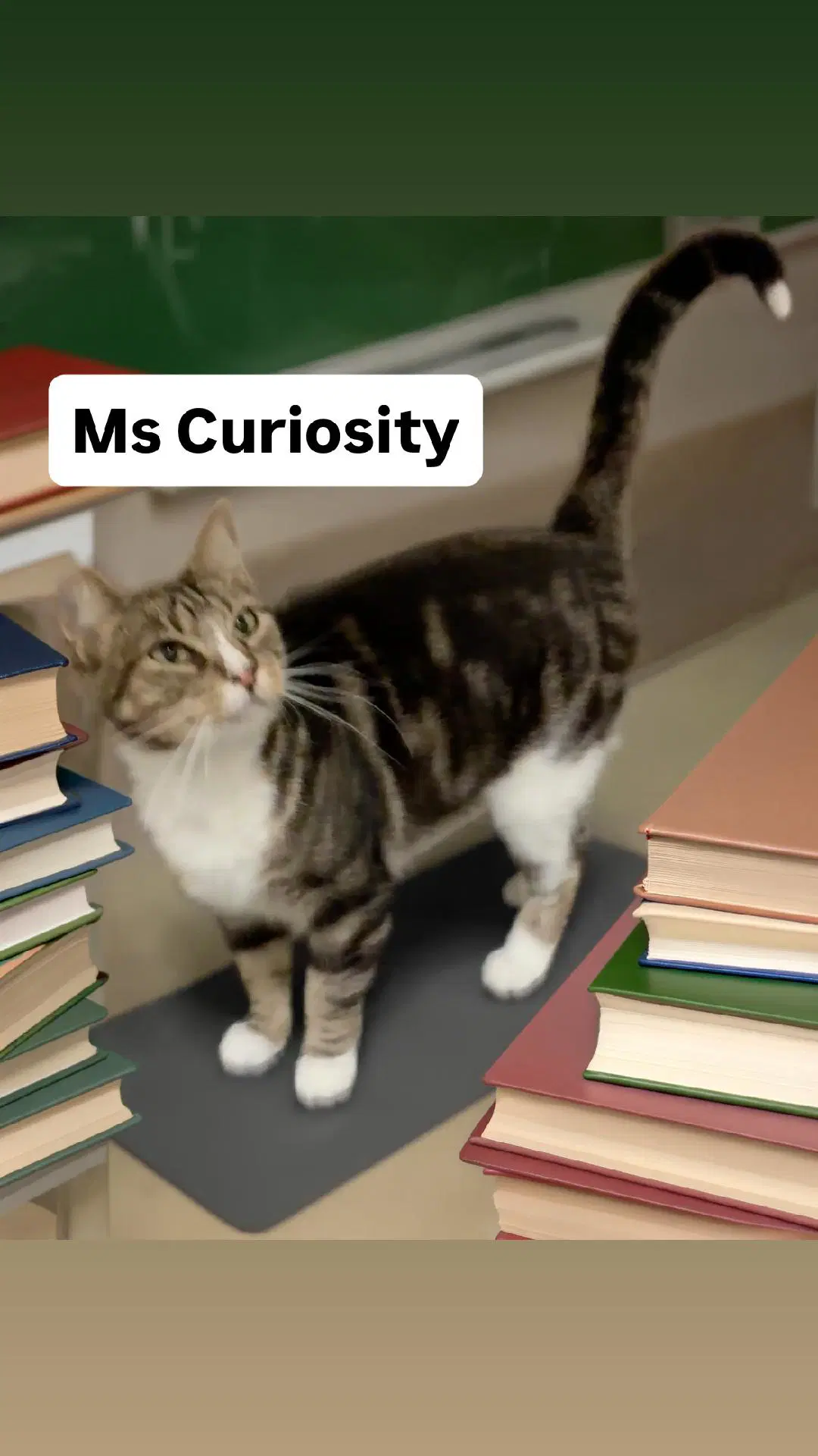 Ms Curiousity At Martinez Pet Food Express - Tabby