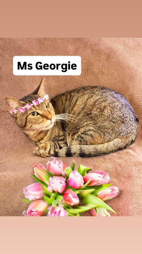 Ms Georgie at Martinez Pet Food Express   May 23rd, an adoptable Domestic Short Hair in Walnut Creek, CA