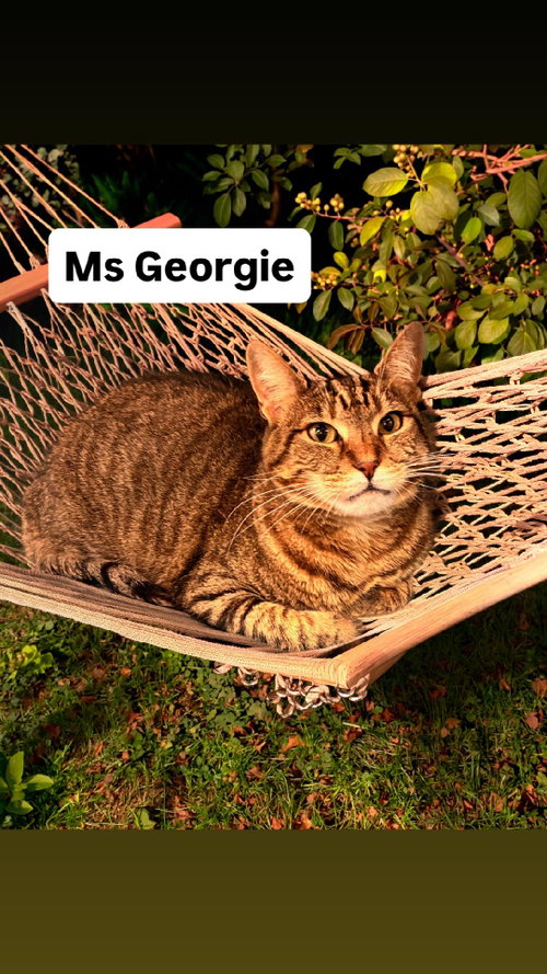 Ms Georgie at Martinez Pet Food Express   June 27, Adult Domestic Short Hair (short coat), cat for adoption in Vallejo, California