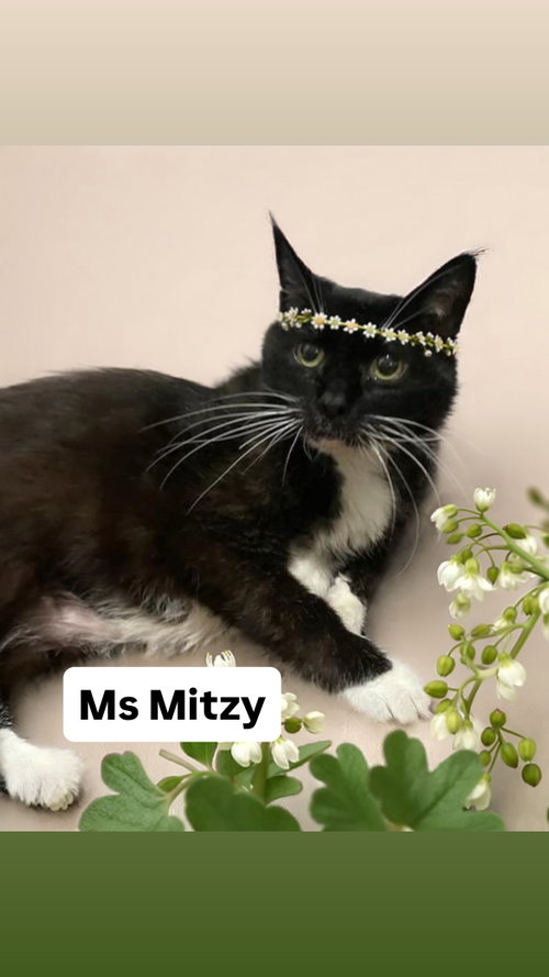 Ms Mitzy at Martinez Pet Food Express   May 30th, Adult Domestic Short Hair (short coat), cat for adoption in San Rafael, California