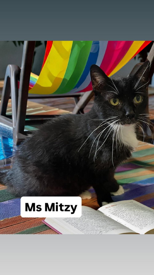 Ms Mitzy at Martinez Pet Food Express   June 27th, Adult Domestic Short Hair (short coat), cat for adoption in Vallejo, California
