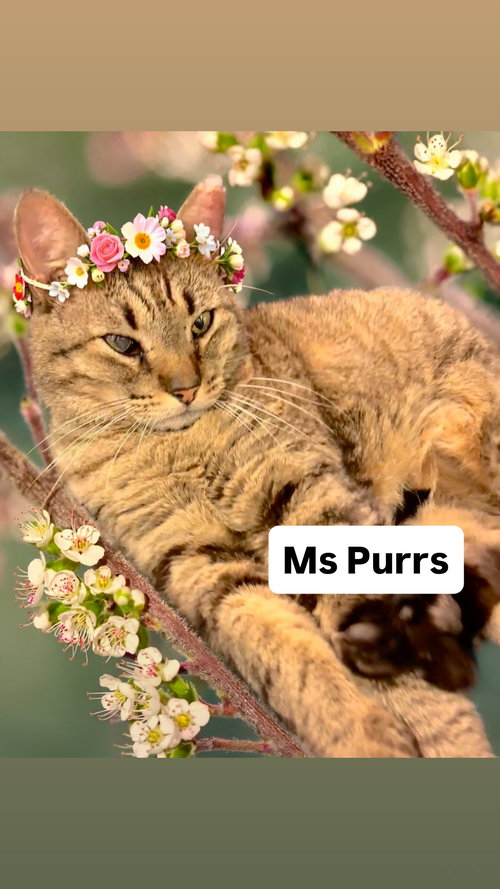 Ms Purrs at Martinez Pet Food Express  May 9th, an adoptable Tabby in Walnut Creek, CA