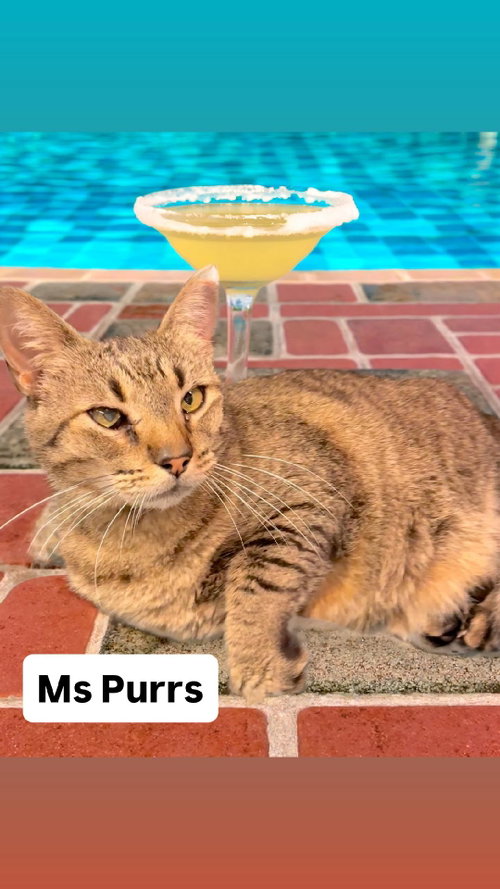Ms Purrs at Martinez Pet Food Express  June 27th, Adult Tabby (short coat), cat for adoption in Vallejo, California