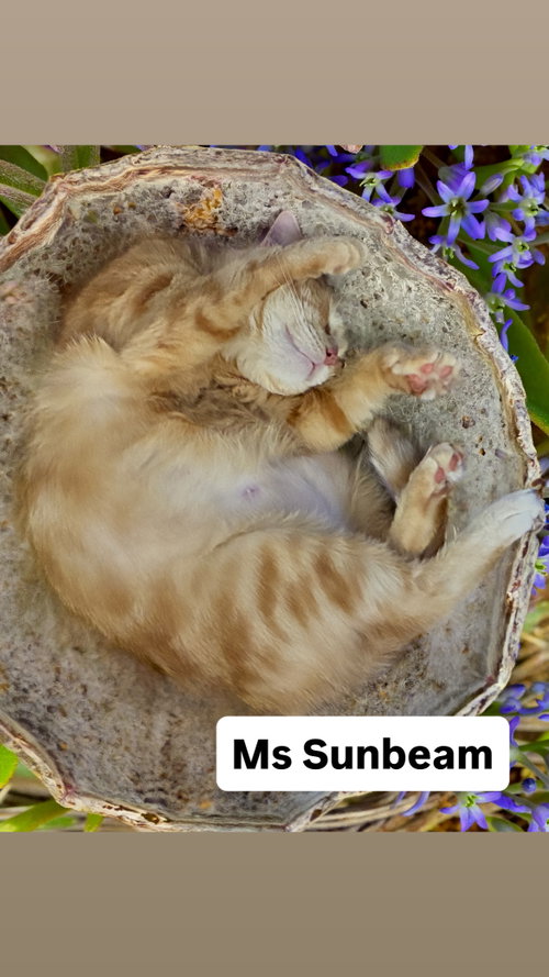 Ms Sunbeam at Martinez Pet Food Express  May 23rd, an adoptable Domestic Short Hair in Walnut Creek, CA