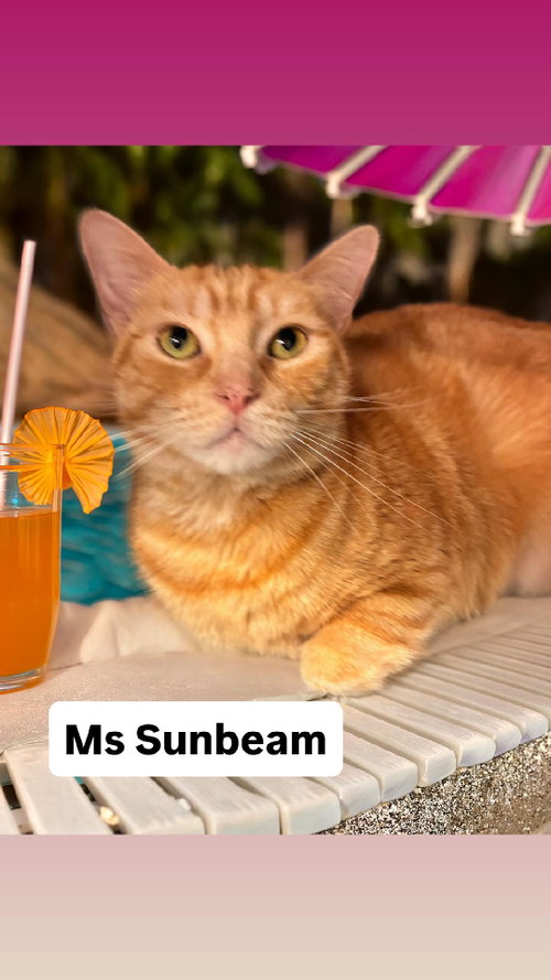 Ms Sunbeam at Martinez Pet Food Express  June 27th, Young Domestic Short Hair (short coat), cat for adoption in Vallejo, California