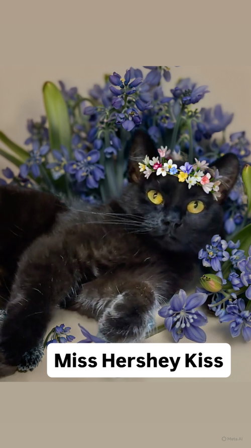 Miss Hershey Kiss at Martinez PFE  May 30th, Young Domestic Short Hair (short coat), cat for adoption in San Rafael, California