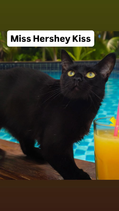 Miss Hershey Kiss at Martinez PFE  June 27th, Young Domestic Short Hair (short coat), cat for adoption in Vallejo, California