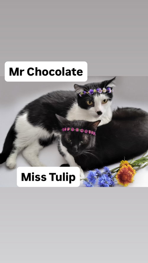 Mr Chocolate and Miss Tulip at Martinez PFE May 30, Adult Domestic Short Hair, cat for adoption in San Rafael, California