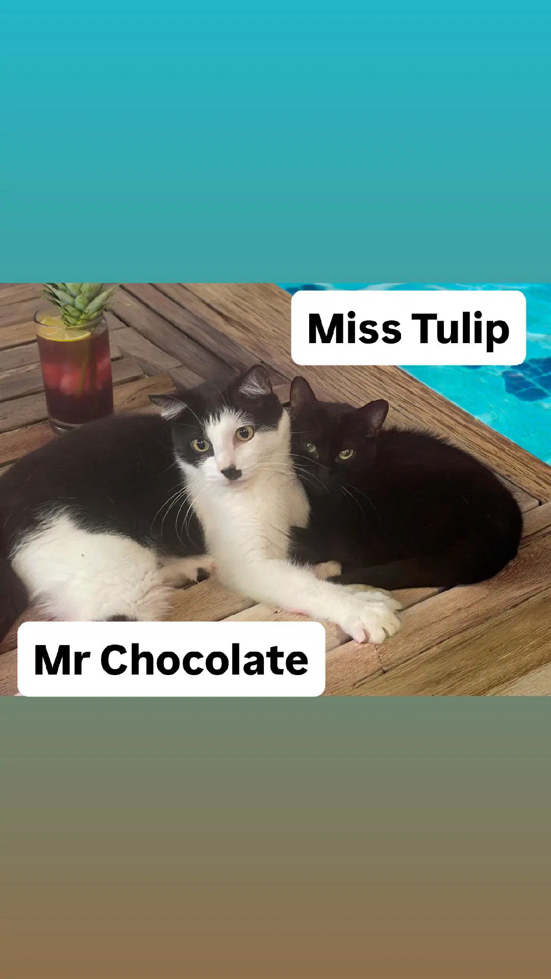 Mr Chocolate And Miss Tulip At Martinez Pfe - Domestic Short Hair
