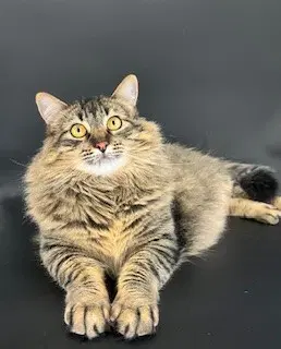 Linx - Tabby