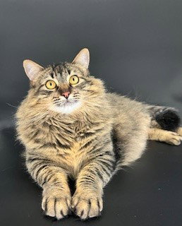 Linx, an adoptable Tabby in Walnut Creek, CA