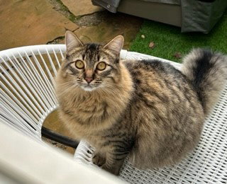Photo 2 of Linx