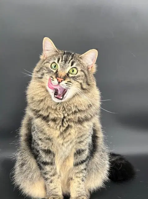 Jinx - Tabby