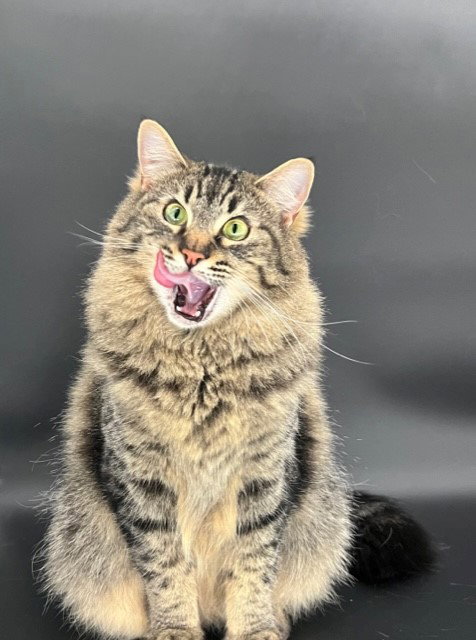 Jinx, Adult Tabby / Siberian / Mixed (long coat), cat for adoption in San Rafael, California