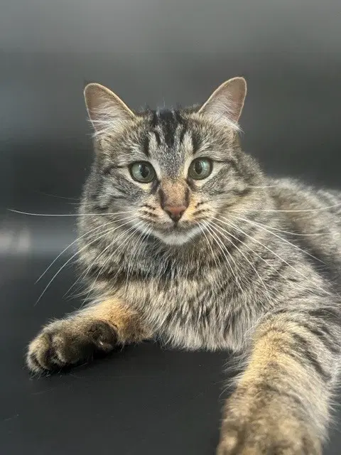 Binx - Tabby
