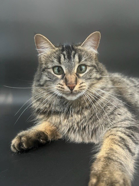 Binx, Adult Tabby / Siberian / Mixed (long coat), cat for adoption in San Rafael, California