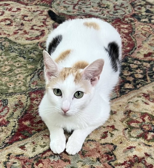 Willamina, an adoptable Calico in Walnut Creek, CA