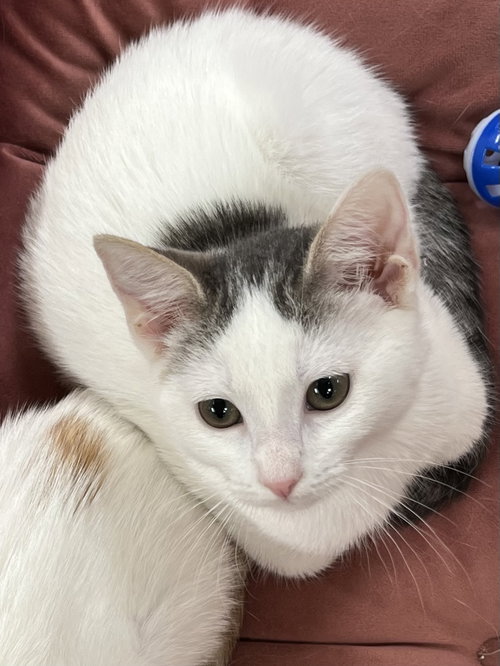 Magdalena, Baby Tabby / Domestic Short Hair / Mixed (short coat), cat for adoption in San Rafael, California