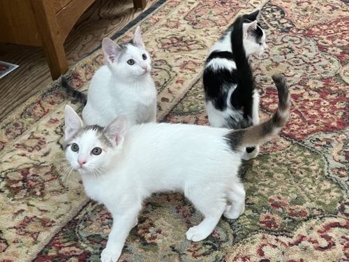 Margarita, an adoptable Dilute Calico in Walnut Creek, CA