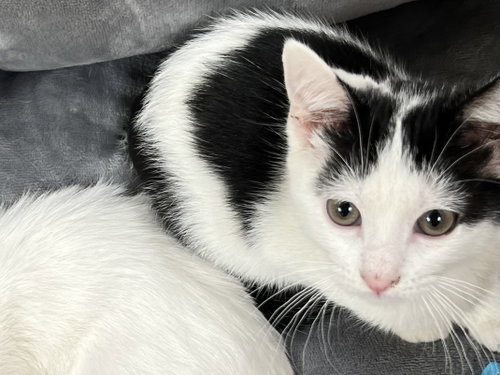 Matilda, Baby Domestic Short Hair / Domestic Short Hair / Mixed (short coat), cat for adoption in San Rafael, California
