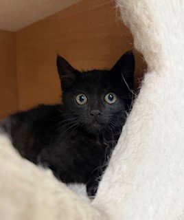 Rufus, an adoptable American Shorthair in Walnut Creek, CA