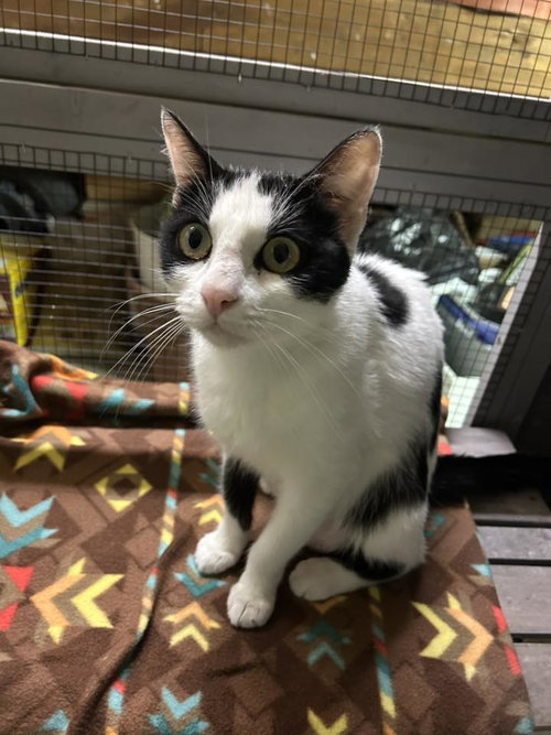 Mirabel, an adoptable Domestic Short Hair in Walnut Creek, CA