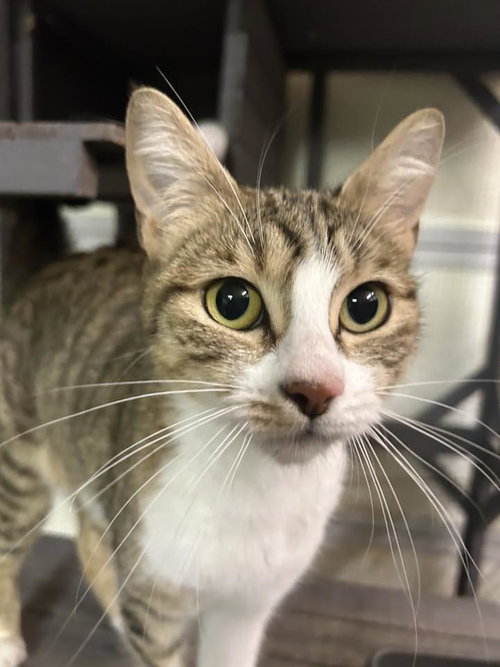 Odette, an adoptable Tabby in Walnut Creek, CA